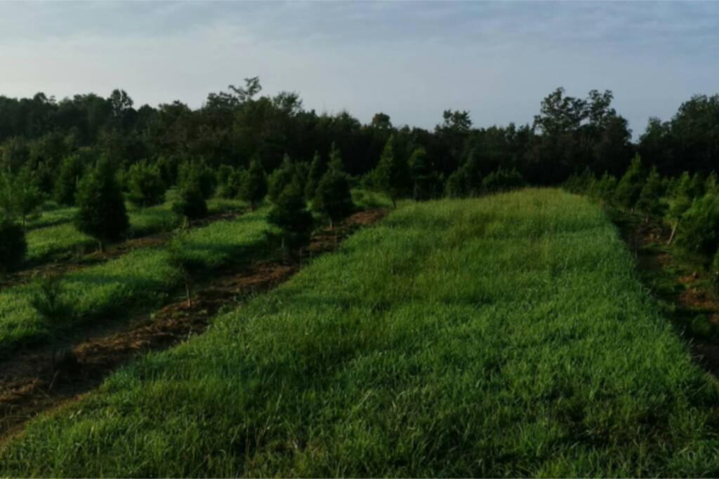 Rural Life On A Real Christmas Tree Farm! Hallmark Experience! Ozark Eksteriør billede