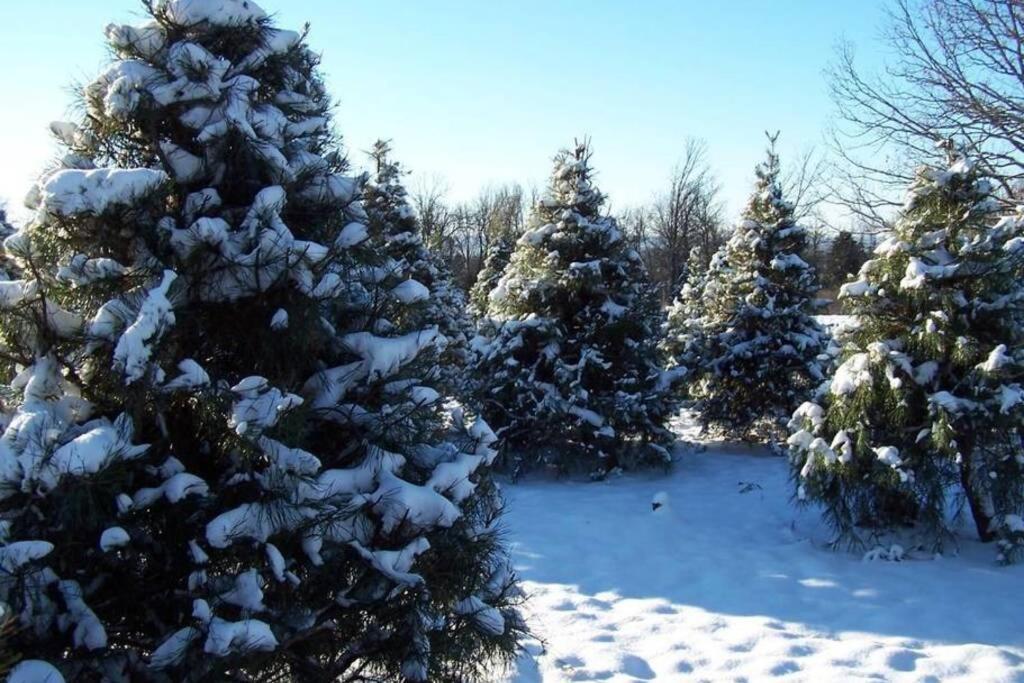 Rural Life On A Real Christmas Tree Farm! Hallmark Experience! Ozark Eksteriør billede