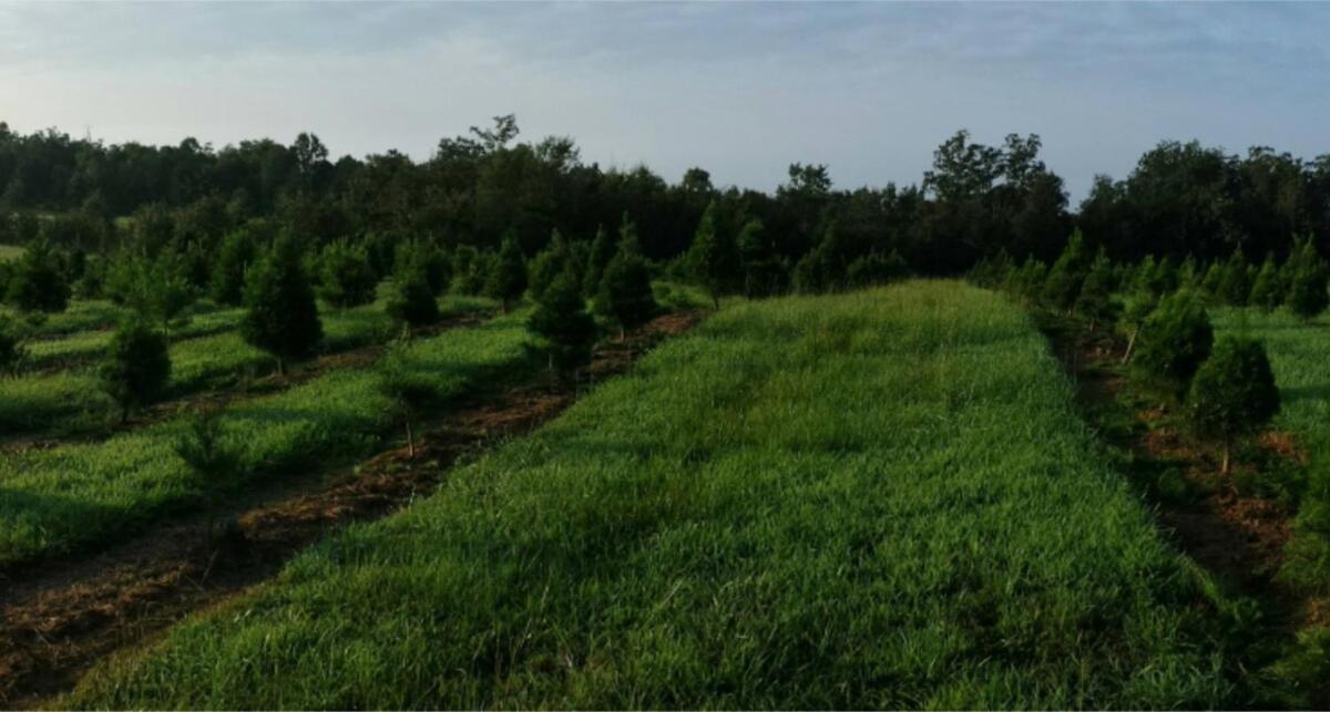 Rural Life On A Real Christmas Tree Farm! Hallmark Experience! Ozark Eksteriør billede